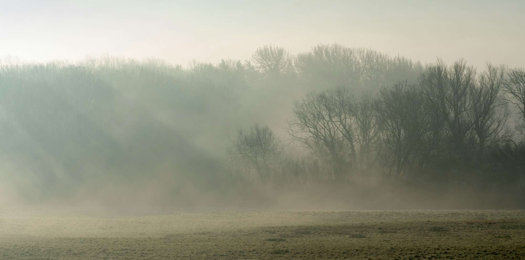 Lisière de bois dans la brume du matin, au-dessus d’un pré